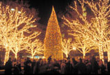 Christmas tree lighting in boston commons.
